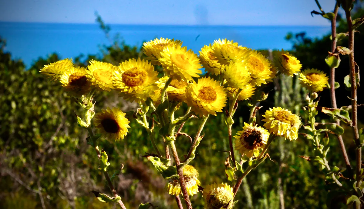 drie-valleyen-sec-3-flora-species-9 drie-valleyen-sec-3-flora-species-9