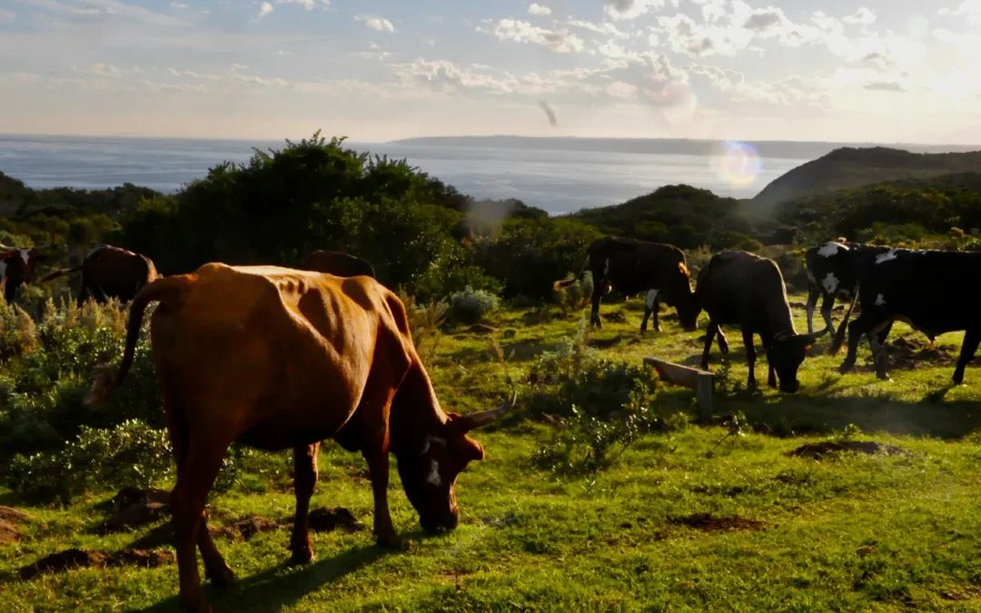 Video: Rewilding Grasslands with Nguni Cattle