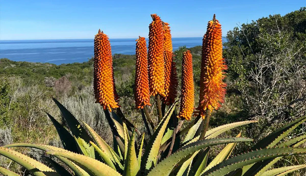 drie-valleyen-aloe-ferox-species drie-valleyen-aloe-ferox-species